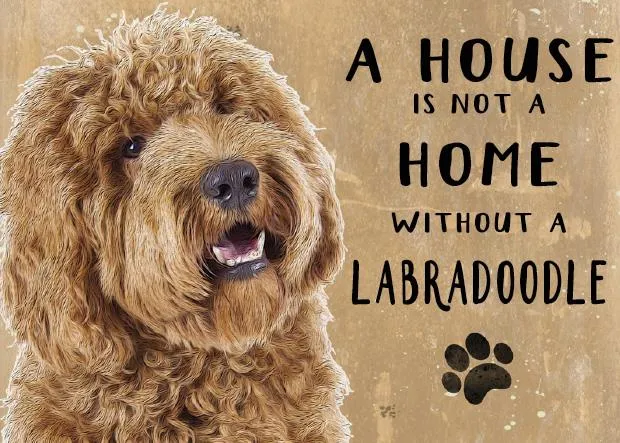 A House is not a Home without a Labradoodle Yellow