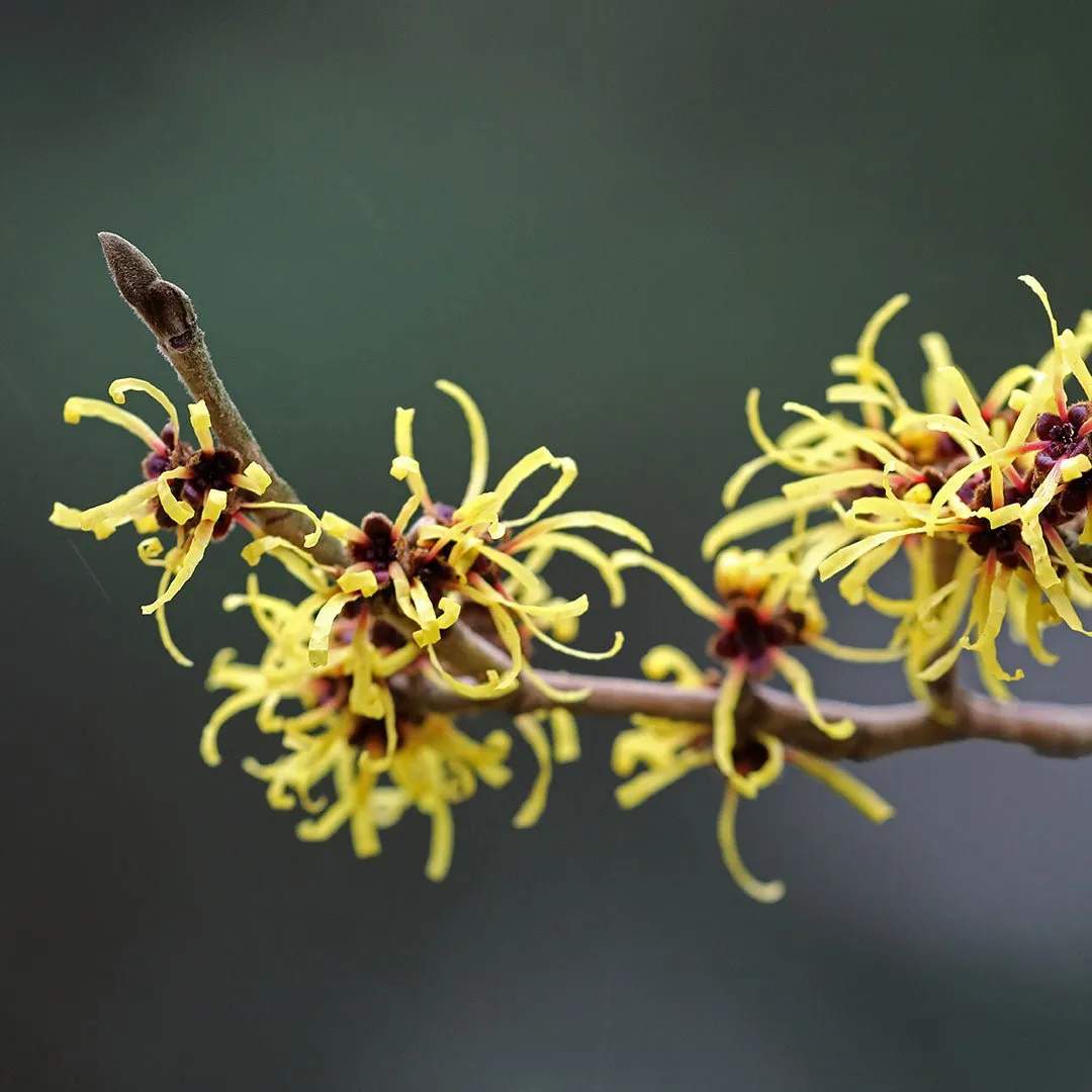 Witch Hazel Hydrosol
